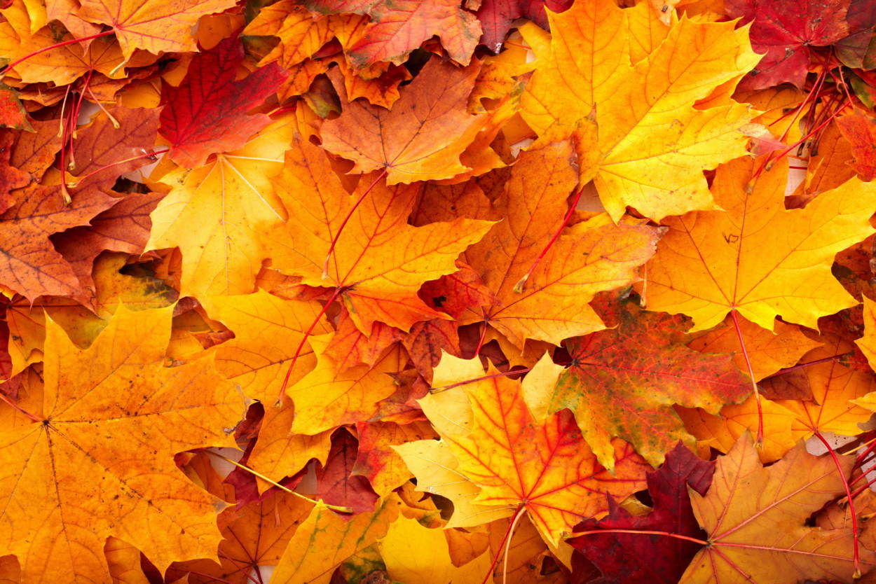 FALL SALE
